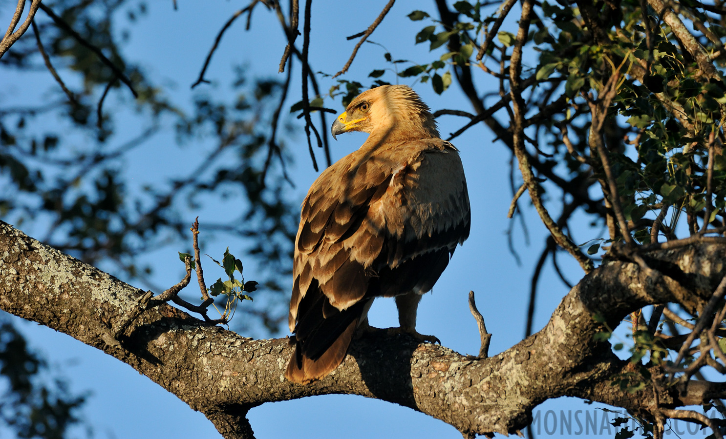 Aquila rapax rapax [550 mm, 1/1600 sec at f / 9.0, ISO 1600]